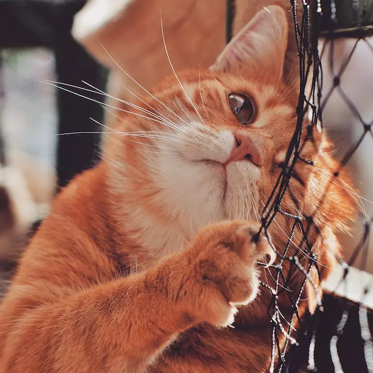 Bird Flu Outbreak Kills Nearly 40 Cats In South Korea